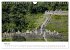 Macchu Picchu (Wandkalender 2026 DIN A4... - Bild 11