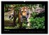 Welt der Katzen - Tiger (hochwertiger... - Bild 6