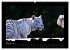 Welt der Katzen - Tiger (hochwertiger... - Bild 7