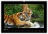 Welt der Katzen - Tiger (hochwertiger... - Bild 9