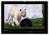 Welt der Katzen - Tiger (hochwertiger... - Bild 10