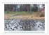Allensbach am Bodensee (Tischkalender... - Bild 7