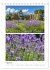 Gartenparadiese in England... - Bild 14