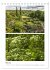 Gartenparadiese in England... - Bild 9