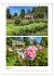 Gartenparadiese in England... - Bild 10