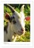 Ziegenportraits (hochwertiger Premium... - Bild 2