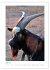 Ziegenportraits (hochwertiger Premium... - Bild 11