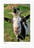 Ziegenportraits (hochwertiger Premium... - Bild 12
