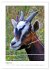 Ziegenportraits (hochwertiger Premium... - Bild 13
