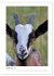 Ziegenportraits (hochwertiger Premium... - Bild 14