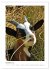 Ziegenportraits (hochwertiger Premium... - Bild 4