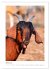 Ziegenportraits (hochwertiger Premium... - Bild 6