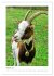 Ziegenportraits (hochwertiger Premium... - Bild 7
