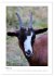 Ziegenportraits (hochwertiger Premium... - Bild 8