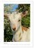 Ziegenportraits (hochwertiger Premium... - Bild 9