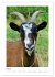 Ziegenportraits (hochwertiger Premium... - Bild 10