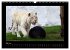 Welt der Katzen - Tiger (Wandkalender... - Bild 11