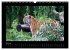 Welt der Katzen - Tiger (Wandkalender... - Bild 13