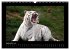 Welt der Katzen - Tiger (Wandkalender... - Bild 15