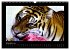 Welt der Katzen - Tiger (Wandkalender... - Bild 5