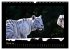 Welt der Katzen - Tiger (Wandkalender... - Bild 8