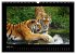 Welt der Katzen - Tiger (Wandkalender... - Bild 10
