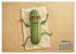 Vegane Power - Kalender für Veganer,... - Bild 13