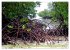 Mangroves - Valuable Habitat (High... - Bild 3