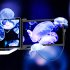 Mobile Pixels Duex Max DS 14,1... - Bild 11