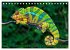 Chamäleon - exotisches Reptil... - Bild 10