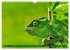 Chamäleon - exotisches Reptil... - Bild 13