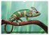Chamäleon - exotisches Reptil... - Bild 4