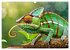 Chamäleon - exotisches Reptil... - Bild 5