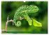 Chamäleon - exotisches Reptil... - Bild 7