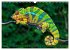 Chamäleon - exotisches Reptil... - Bild 10