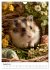 Hamster - süße Tiere zum Verlieben... - Bild 14