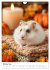 Hamster - süße Tiere zum Verlieben... - Bild 3