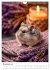 Hamster - süße Tiere zum Verlieben... - Bild 4