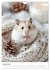Hamster - süße Tiere zum Verlieben... - Bild 7