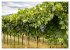 Valpolicella (hochwertiger Premium... - Bild 13