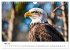 Majestätische Weißkopfseeadler - Der... - Bild 11