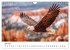 Majestätische Weißkopfseeadler - Der... - Bild 12