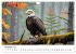 Majestätische Weißkopfseeadler - Der... - Bild 4