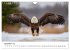 Majestätische Weißkopfseeadler - Der... - Bild 5