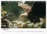 Majestätische Weißkopfseeadler - Der... - Bild 7