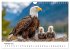 Majestätische Weißkopfseeadler - Der... - Bild 8
