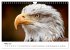 Majestätische Weißkopfseeadler - Der... - Bild 9