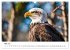 Majestätische Weißkopfseeadler - Der... - Bild 11