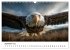 Majestätische Weißkopfseeadler - Der... - Bild 15