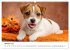 JACK RUSSEL - Kleine Hunde mit großem... - Bild 2